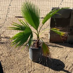 California Fan Palm Plant 