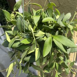 Hoya Burtonaie Plants