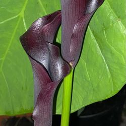Black Calla Lillies. Pick Up In Eastover. 