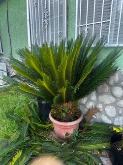 Sago palm