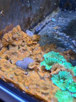 Aquarium Decor