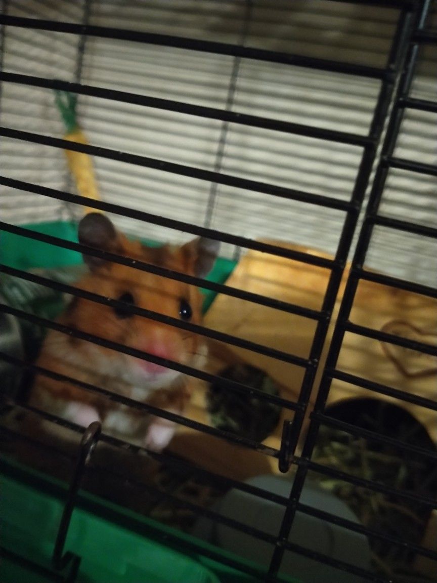 Hamster