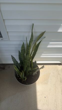 SNAKE PLANT (new Growth)