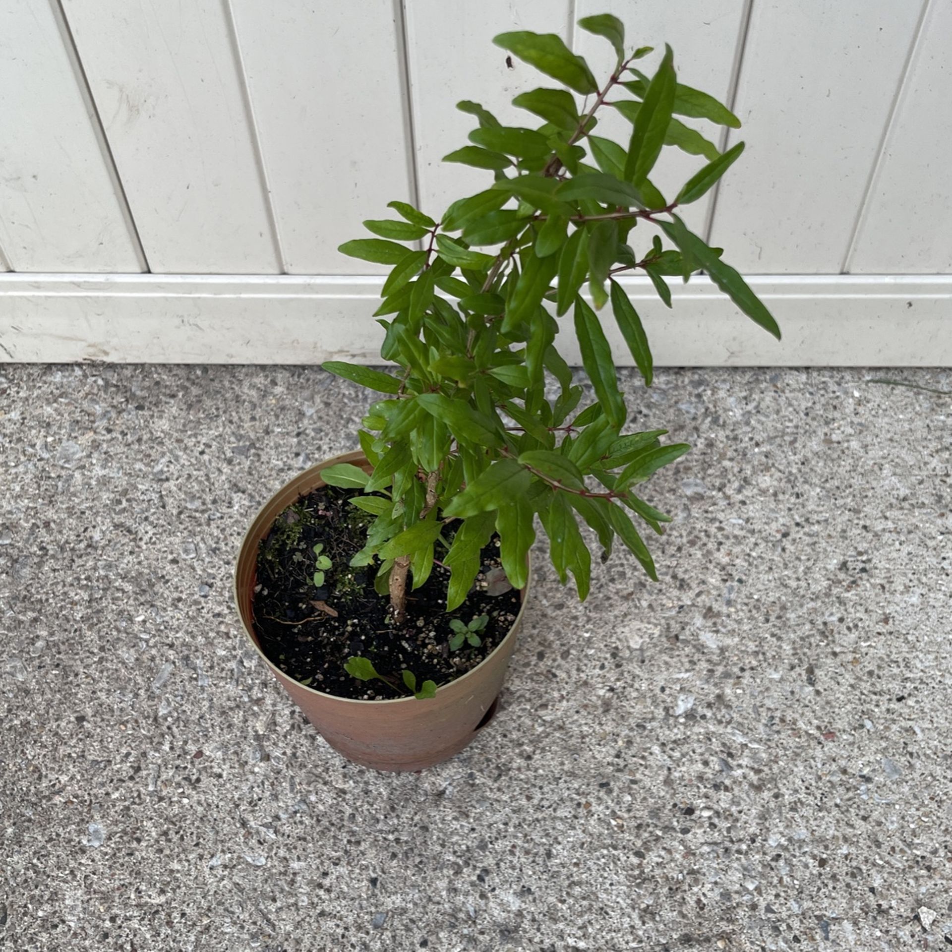 Pomegranate Tree
