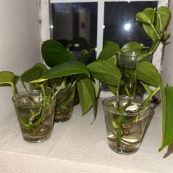Pothos Cuttings