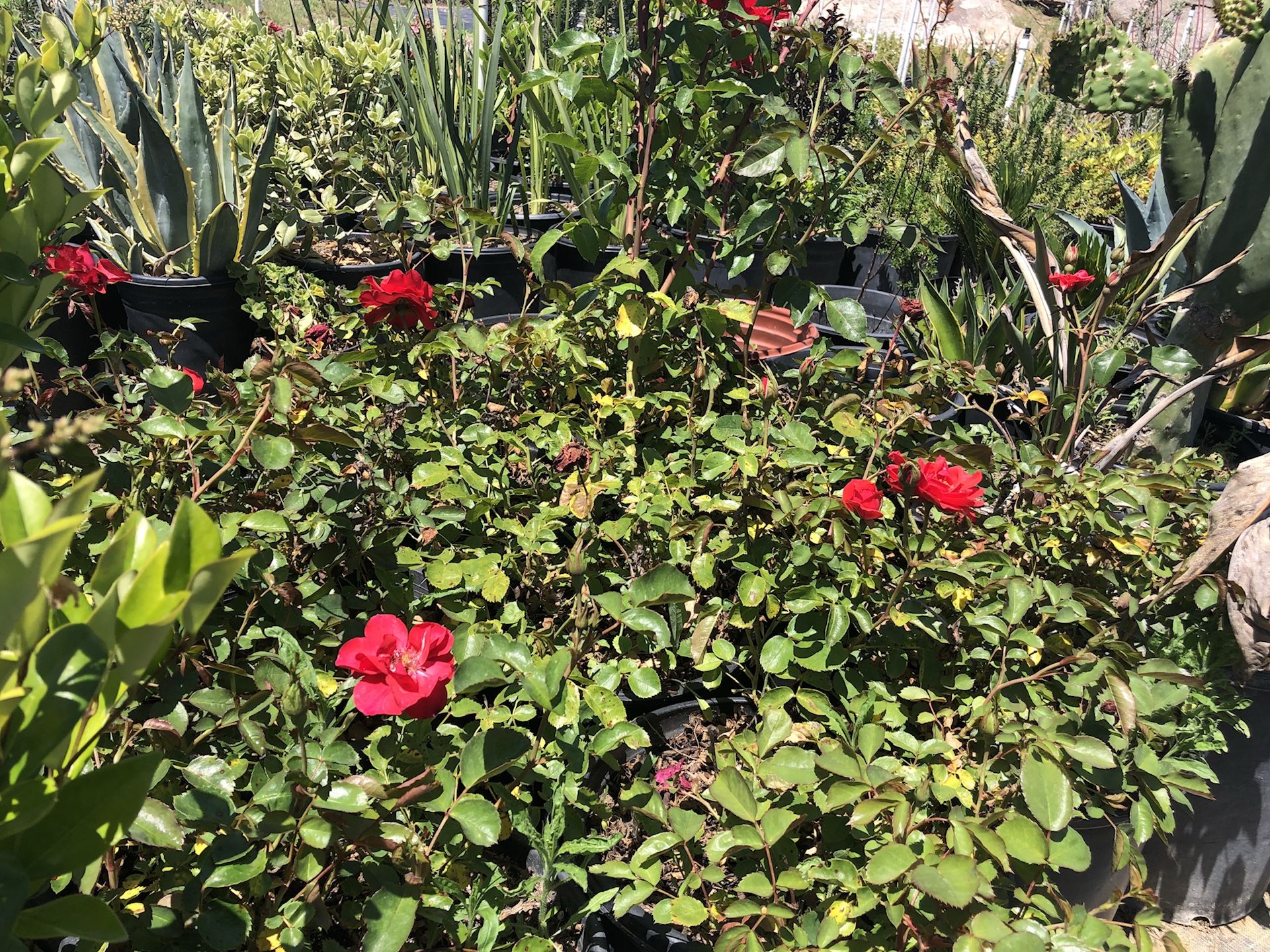 Ice roses red 5 galones
