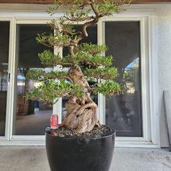Old Australian Brush Cherry Bonsai Tree for Sale in Midway City, CA -  OfferUp