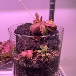 Carnivorous Plant (Pinguicula) Terrarium 