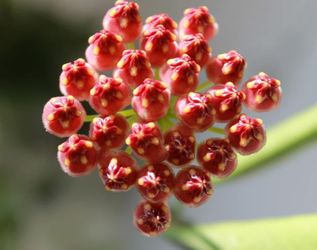 Hoya Gracilis