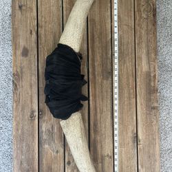 Bull Horns