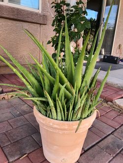 Aloe Vera With A Pot