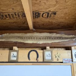 Rattlesnakes Skin Frame 