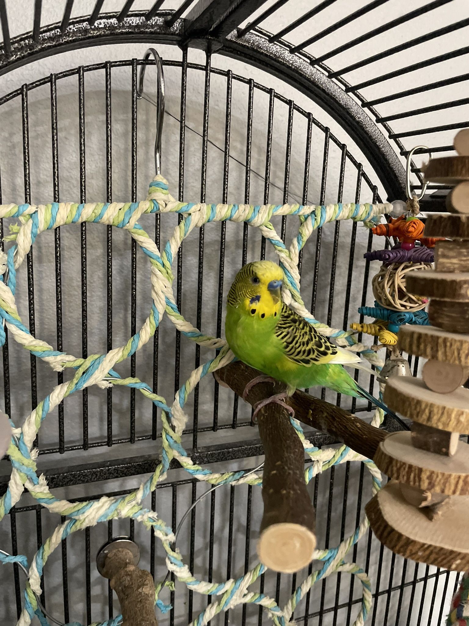 Extra Large Birdcage And Parakeet