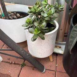 Jade Succulent Plant With Pot