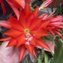 4” epiphyllum orchid