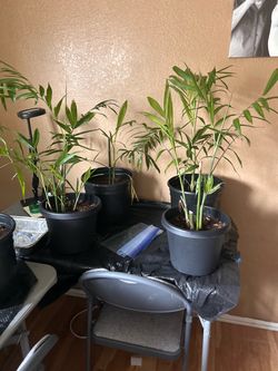 Palms