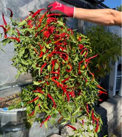 🔥 SUPER-HOT PEPPERS FOR SALE! 🔥