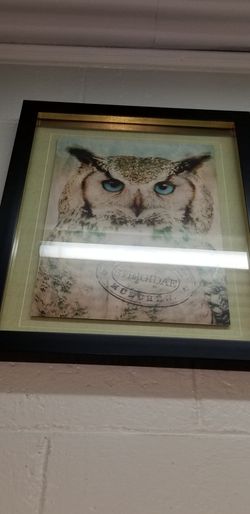 Owl picture