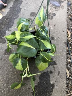 Philodendron Brazil In 6 Inch Hanging Pot