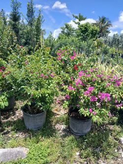Bougainvillea plants from $45🌼