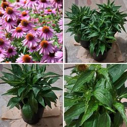Purple Coneflower Perennial Plants 