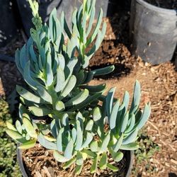 Cenesio Succulent 