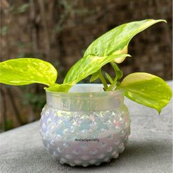 Little Glass Planter