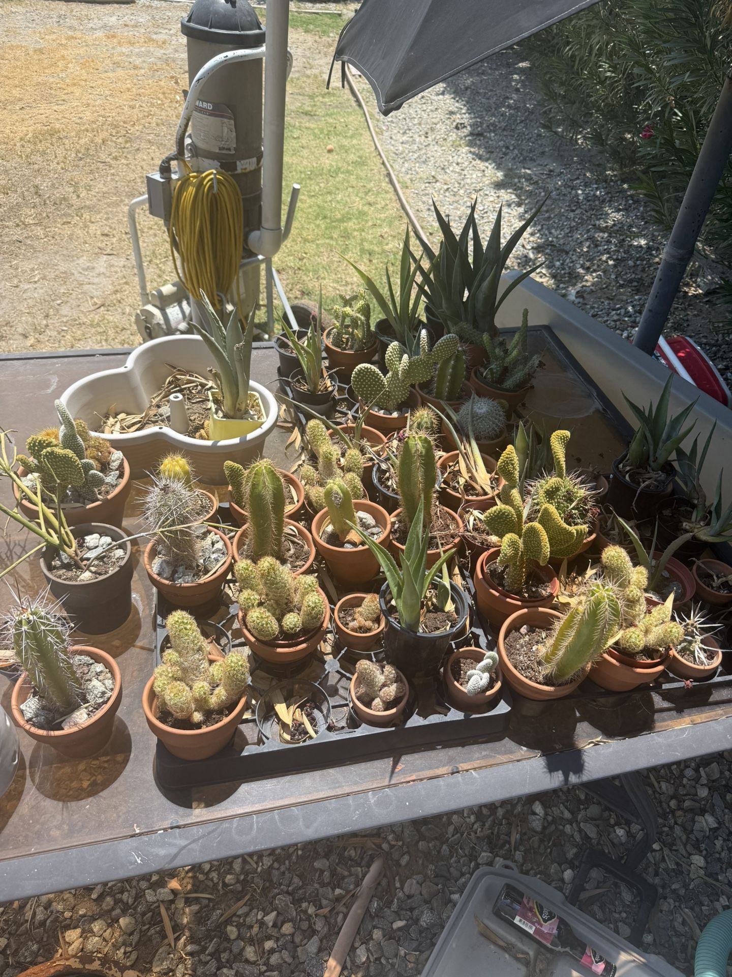 Cactus/succulent's