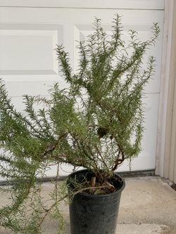 Large Organic Fresh Rosemary Herb Plant 5 Gallon Pot  Cash only  