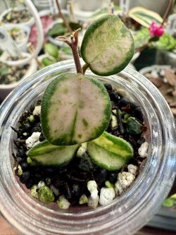 Hoya Mathilde Variegated 
