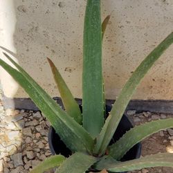 Aloe Vera/Succulent/Desert Plant 