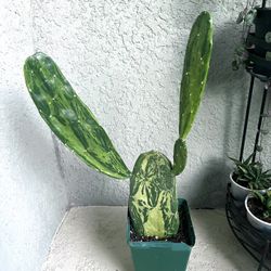 Variegated Opuntia Prickly Pear  Plant 