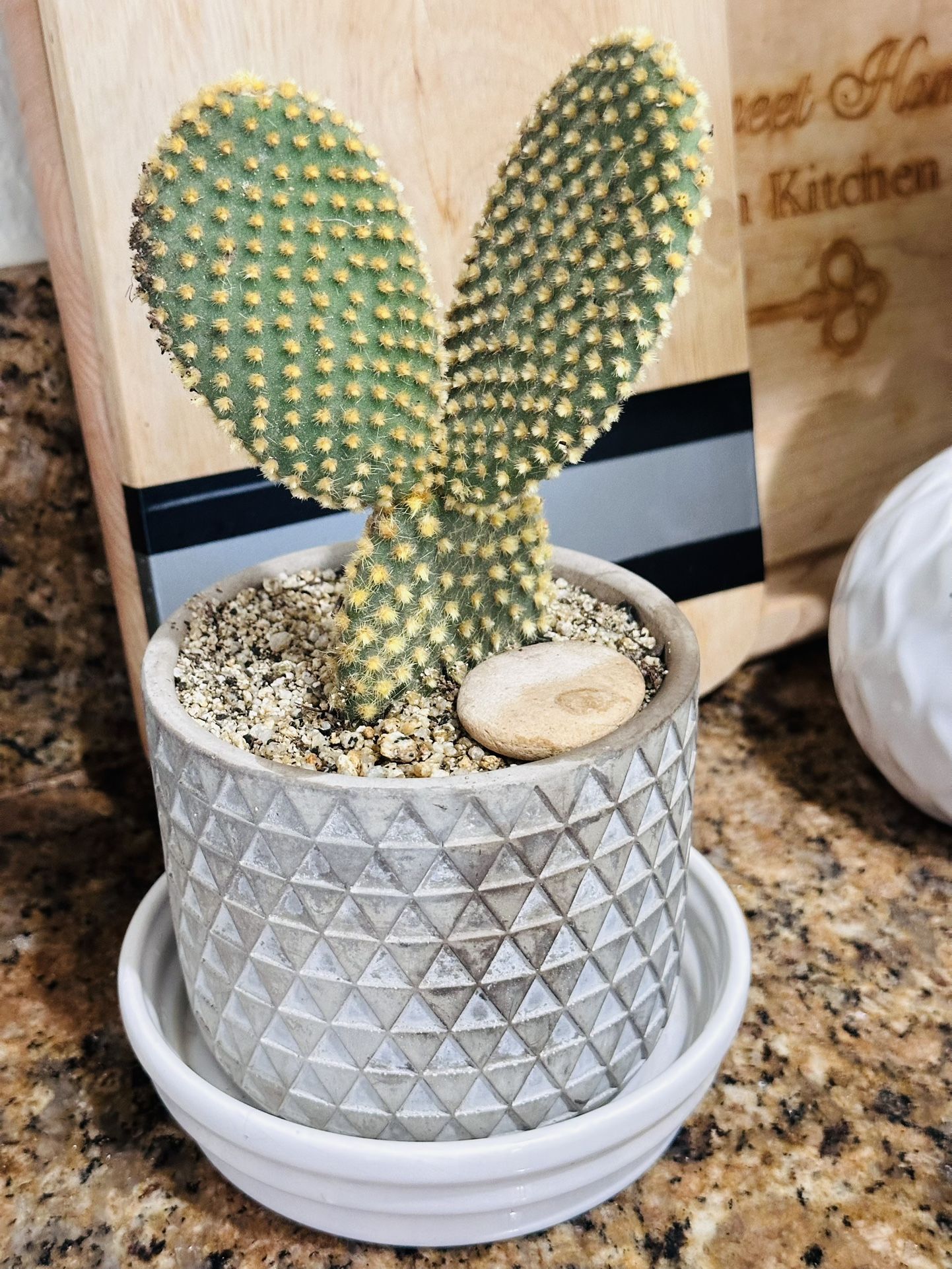 Light Grey Ceramic Pot Of Bunny Cactus