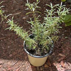 Rosemary plant 🪴 