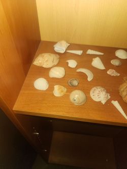 Pile sea shells mixed