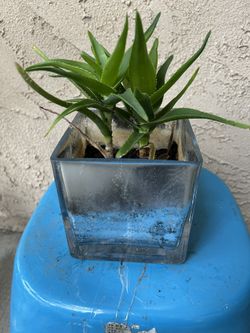 Plant