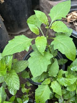Planta Hierba Mora 