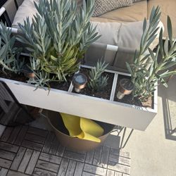 Plants