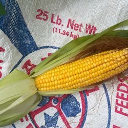 Feed Corn