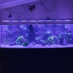 500 Gallon Bowfront Acrylic Fish Tank
