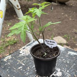 Black Beauty Tomato plants