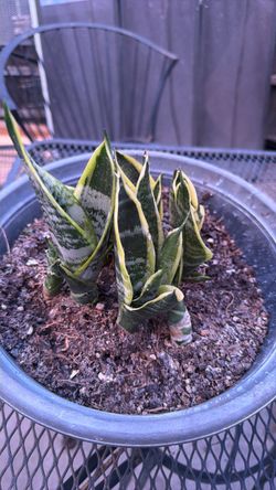 Snake plant