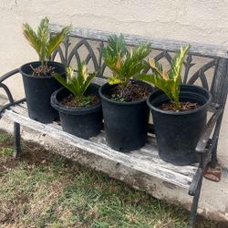 Home Interios Patio 