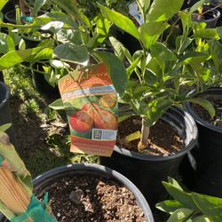 Fruit Trees