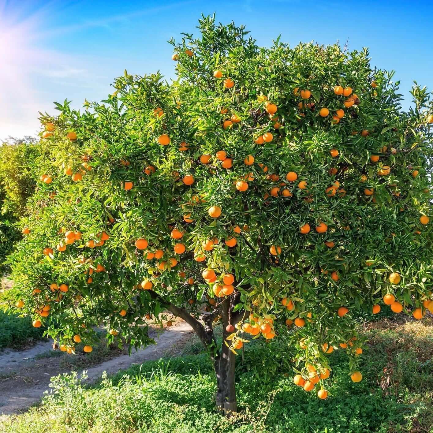 Navel, Valencia & Cara Cara Orange Trees,New Products : American Fashion Style Bags On Sale