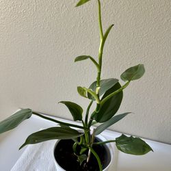 Philodendron Silver Sword Plant