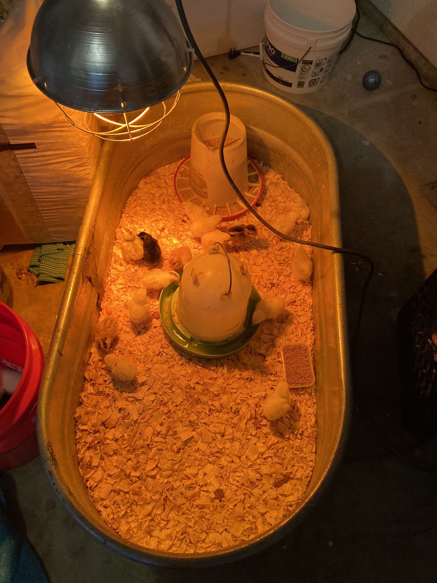 Eggs, Eggs ,eggs, Chikiens