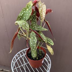 Xl Begonia Polka Dot 
