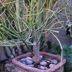 6ft Fire Stick Cactus Tree Plant In Ceramic Pot