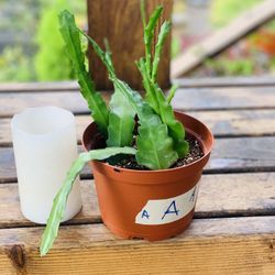 Live indoor Epiphyllum Orchid cactus plant in a plastic nursery planter pot—firm price